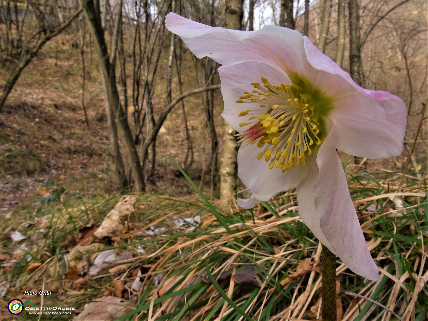 15 Festa di ellebori in fiore (Helleborus niger) sul sentiero 506 C da Alino a Ca Boffelli.JPG